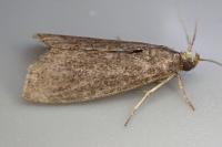 Eccopisa effractella
