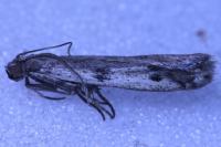 Phycitodes