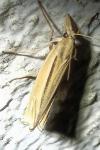 Ancylolomia tentaculella