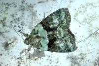 Cryphia algae