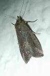 Schrankia costaestrigalis