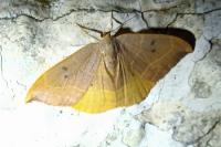 Watsonalla binaria