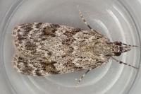 Scoparia basistrigalis