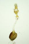 Scoparia basistrigalis