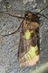 Diachrysia chrysitis