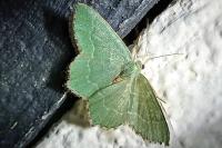 Hemithea aestivaria