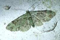 Pasiphila rectangulata