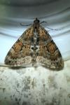 Thera britannica/variata