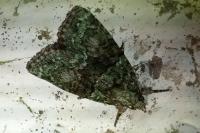 Cryphia algae