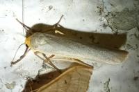 Eilema caniola