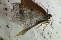 Macaria alternata
