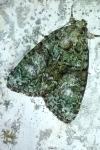 Cryphia algae