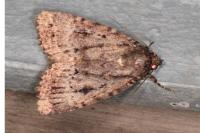Amphipyra pyramidea
