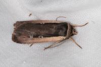 Ochropleura leucogaster