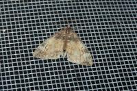 Dysstroma truncata