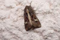 Trigonophora flammea