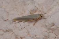 Eilema caniola