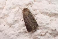Xestia xanthographa