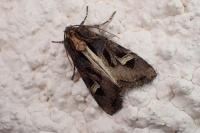 Trigonophora flammea