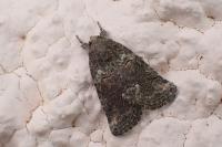 Bryophila vandalusiae