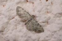 Eupithecia graphata