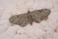 Eupithecia veratraria
