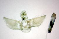 Eupithecia veratraria