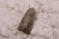 Hoplodrina ambigua