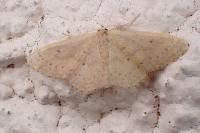 Idaea eugeniata