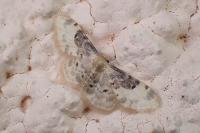 Idaea filicata