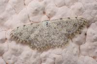 Scopula submutata roseonitens