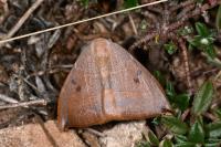 Watsonalla uncinula