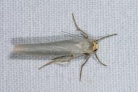 Eilema caniola