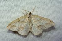 Mesotype parallelolineata