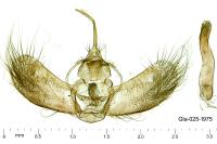 Coenotephria ablutaria