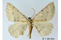 Odontognophos dumetata