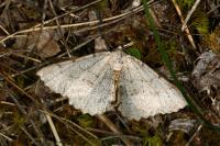 Odontognophos dumetata