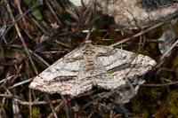Ecleora solieraria