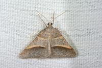 Perigune convergata