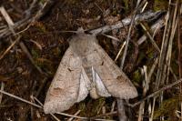 Ammoconia caecimacula