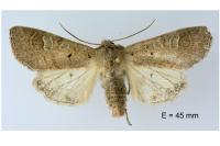 Ammoconia caecimacula