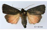 Amphipyra livida