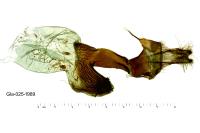 Aporophyla canescens