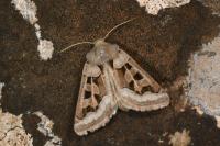 Episema glaucina