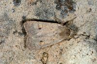 Xestia castanea