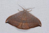 Watsonalla uncinula