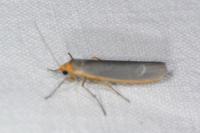Manulea complana