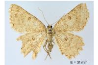 Charissa obscurata obscurata