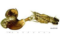 Charissa obscurata obscurata