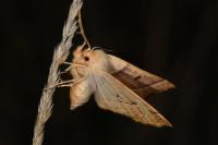 Crocallis elinguaria